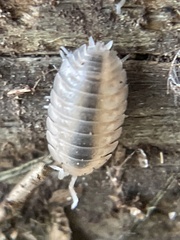 Porcellio dilatatus