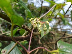 Clematis connata