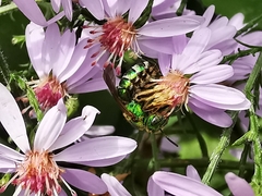 Agapostemon splendens