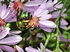 Agapostemon splendens