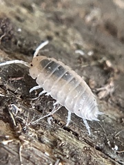 Porcellio dilatatus