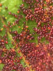 Synchytrium australe