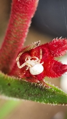 Zygometis xanthogaster