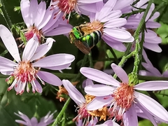 Agapostemon splendens