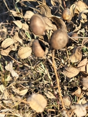 Baptisia sphaerocarpa