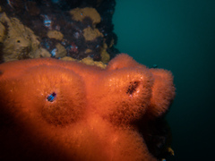 Austromegabalanus psittacus