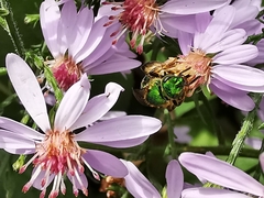 Agapostemon splendens