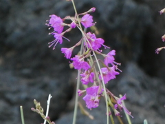 Cyphomeris gypsophiloides
