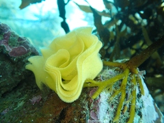 Doris wellingtonensis