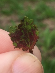 Synchytrium australe