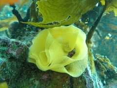 Doris wellingtonensis