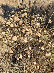Baptisia sphaerocarpa