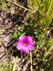 Oxalis arenaria