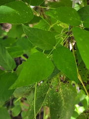 Centrosema virginianum