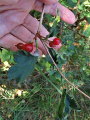 Ribes alpinum