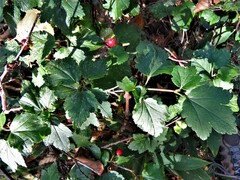 Ribes alpinum