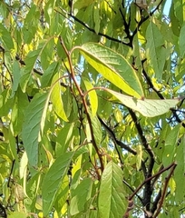 Prunus mexicana