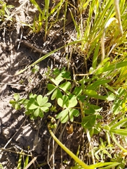 Oxalis arenaria