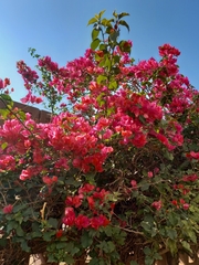Bougainvillea spectabilis