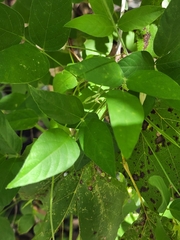 Centrosema virginianum