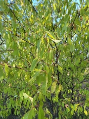 Prunus mexicana