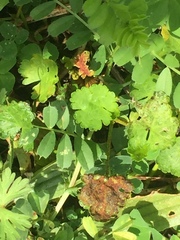 Synchytrium australe