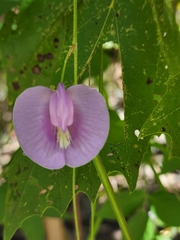 Centrosema virginianum