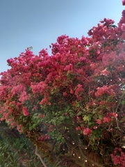 Bougainvillea spectabilis