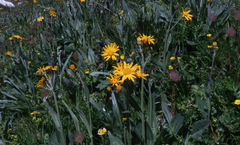 Senecio doronicum