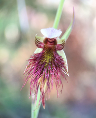 Calochilus paludosus