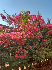 Bougainvillea spectabilis