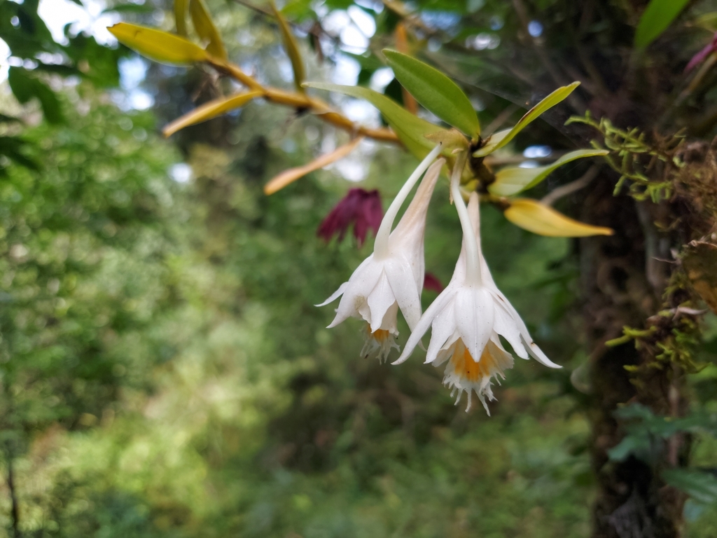 Dendrobium longicornu Lindl. 2