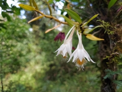 Dendrobium longicornu