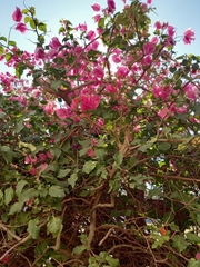 Bougainvillea spectabilis