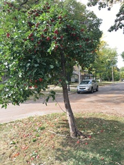 Malus