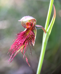 Calochilus paludosus