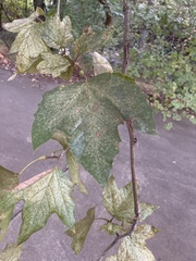 Platanus