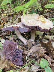 Laccaria ochropurpurea