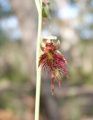 Calochilus paludosus