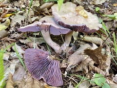 Laccaria ochropurpurea