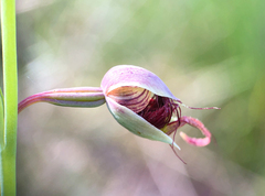 Calochilus paludosus