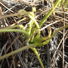 Pinguicula heterophylla