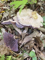 Laccaria ochropurpurea