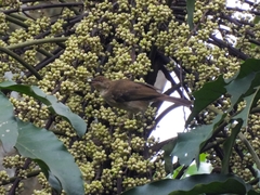 Pycnonotus simplex