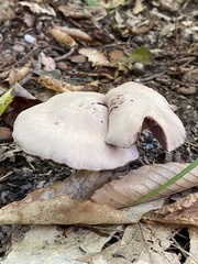 Laccaria ochropurpurea