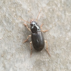 Carabidae