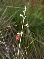 Calochilus paludosus