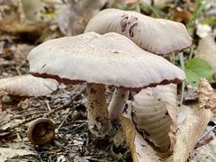 Laccaria ochropurpurea