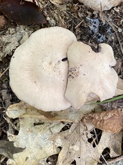 Laccaria ochropurpurea