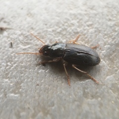 Carabidae